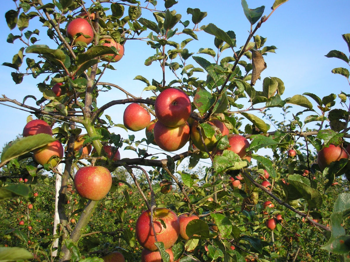 GAEC Les Fruits des Bois GAEC Les Fruits des Bois