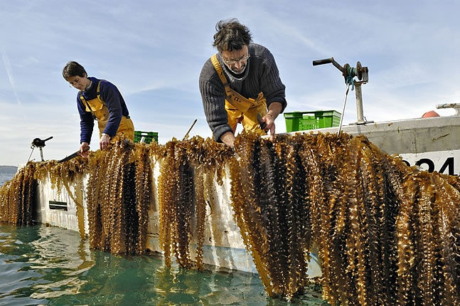 C-Weed Aquaculture C-Weed Aquaculture