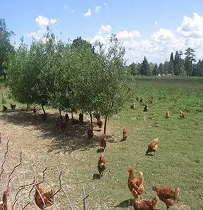 SARL Le Bois Hermes/ GAEC Marqué