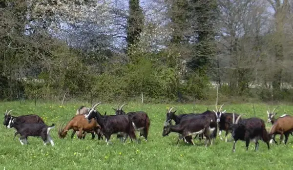 Ferme de la Salamandre